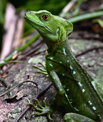 Fototapeta premium a pretty green basilisk in Costa Rica
