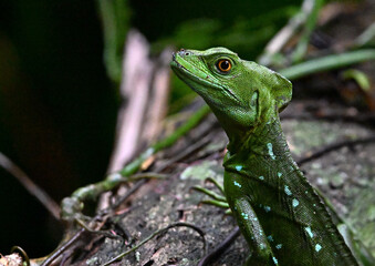 Fototapeta premium a pretty green basilisk in Costa Rica