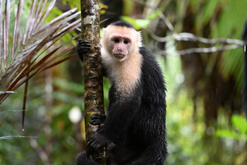 Naklejka premium a serious capuchin monkey in a Costa Rican forest