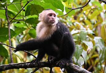Naklejka premium a serious capuchin monkey in a Costa Rican forest