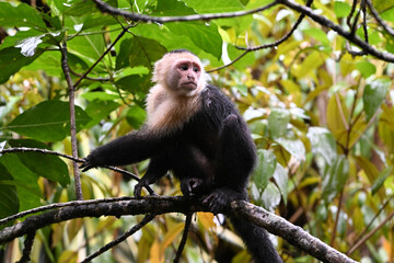 Naklejka premium a serious capuchin monkey in a Costa Rican forest
