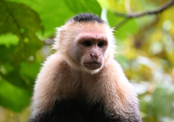 a serious capuchin monkey in a Costa Rican forest