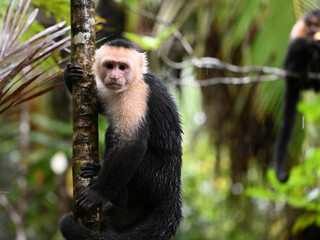 Naklejka premium a serious capuchin monkey in a Costa Rican forest