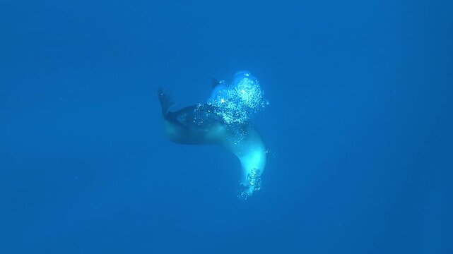 A sea lion &ndash; Otariidae &ndash; releases a burst of bubbles in the deep blue water off Magdalena Bay, Baja California, Mexico during the sardine run.
