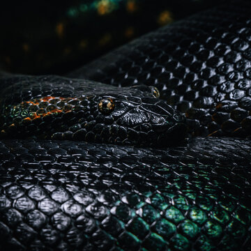 python close up