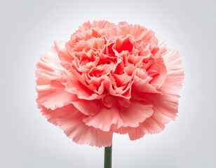꽃-카네이션-코르사주-어버이날-스승의 날-핑크-카네이션 꽃-카네이션 한 송이-흰색 배경