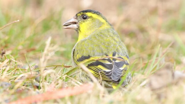 European siskin (Spinus spinus) foraging in the garden 