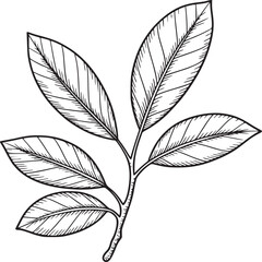 Obraz premium A simple botanical illustration of a leafy branch with detailed line work on a white background