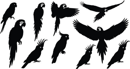 Black parrot silhouettes collection featuring macaw and cockatoo bird profiles in flying and perched poses isolated on white background vector illustration © Safiqul
