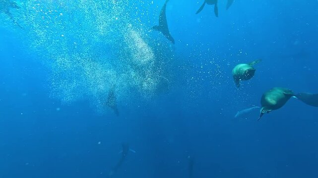 Sea lions &ndash; Otariidae &ndash; spin around a sardine bait ball off Magdalena Bay, Baja California, Mexico, concentrating the fish before feeding during the sardine run. Filmed at 60fps.