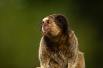 Fototapeta premium Close up em um sagui olhando para o lado.