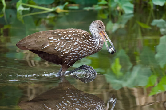 Limpkin bird carrying a freshwater clam