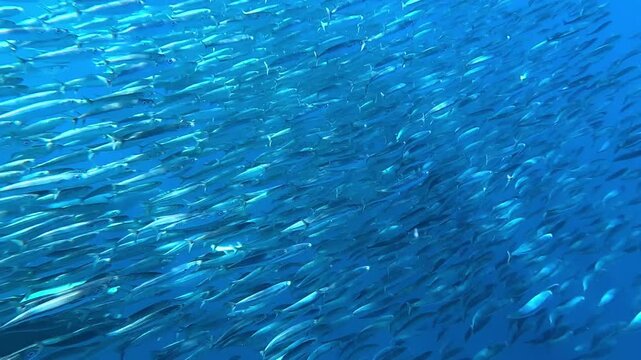 Dive into a sardine bait ball off Magdalena Bay, Baja California, Mexico as sea lions &ndash; Otariidae &ndash; attack, creating chaotic swirling fish during the sardine run. 
