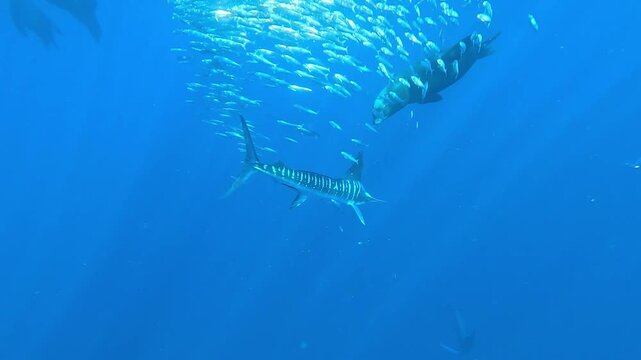 A marlin &ndash; Istiophoridae &ndash; frantically attacks a small sardine bait ball off Magdalena Bay, Baja California, Mexico, scattering the fish as panicked sardines flee during the sardine run.