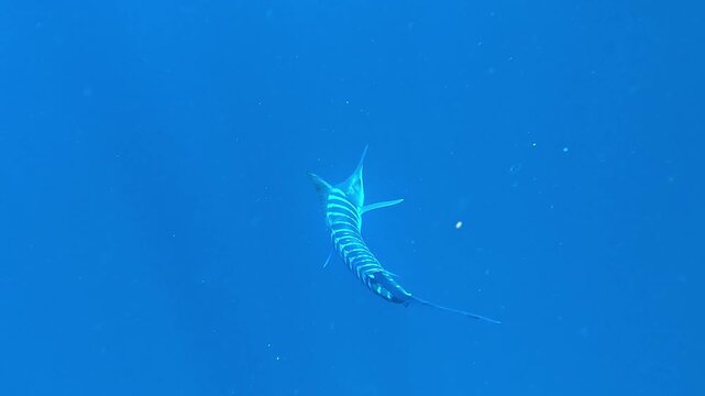 In slow motion a marlin &ndash; Istiophoridae &ndash; hunts inside a small sardine bait ball off Magdalena Bay, Baja California, Mexico, scattering the fish in all directions during the sardine run.