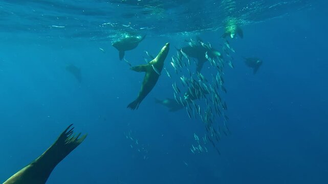 Sea lions &ndash; Otariidae &ndash; scatter a sardine school off Magdalena Bay, Baja California, Mexico while a marlin &ndash; Istiophoridae &ndash; seizes the chaos to hunt during the sardine run.