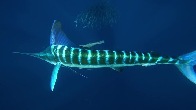 A marlin &ndash; Istiophoridae &ndash; strikes a sardine bait ball twice head on toward the camera off Magdalena Bay, Baja California, Mexico, scattering the fish during the sardine run hunt.