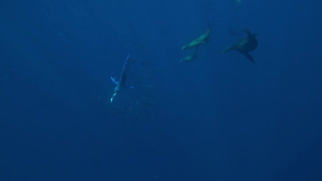 A marlin &ndash; Istiophoridae &ndash; hunts inside a sardine bait ball off Magdalena Bay, Baja California, Mexico, but several sea lions &ndash; Otariidae &ndash; chase it away while competing during the sardin run frenzy.