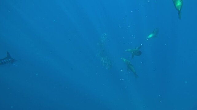 Two marlins &ndash; Istiophoridae &ndash; strike a sardine bait ball off Magdalena Bay, Baja California, Mexico, scattering the fish with fast aggressive attacks during the sardine run feeding frenzy.
