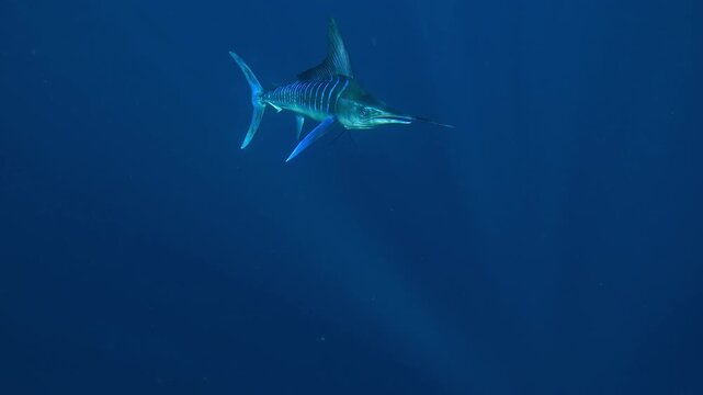 In slow motion a marlin &ndash; Istiophoridae &ndash; swims close to the camera off Magdalena Bay, Baja California, Mexico, losing its hunting stripes and folding its dorsal fin after a sardine run attack.