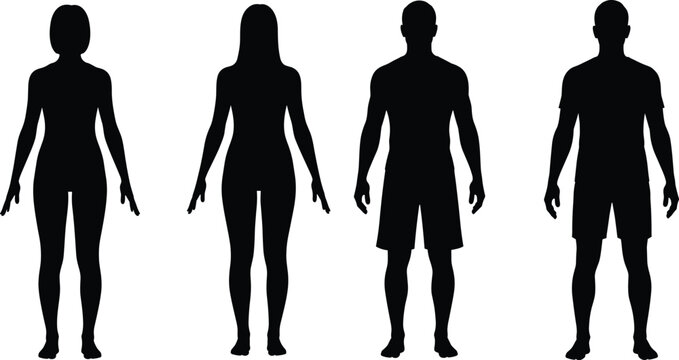 Human body silhouettes, male female figures, anatomy vector illustration, fitness design, fashion outline art, body shape comparison, health concept