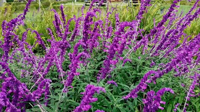 The purple salvia leucantha flowers in the green field. Mexican bush sage, in full bloom. The vibrant purple in beautiful flower field.
