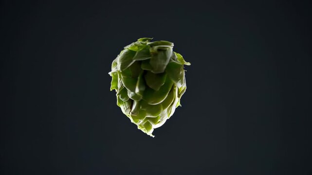 Green hop cone suspended in mid-air against a dark background, showcasing its textured surface and vibrant color in a visually striking composition