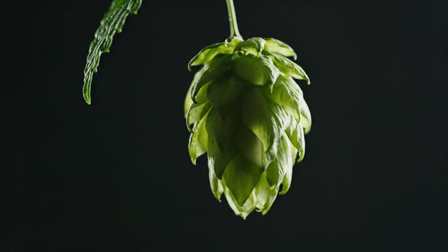 Green hop cone hanging from a stem with leaves, captured in a dark setting, showcasing the intricate details and textures of the plant in a close-up view