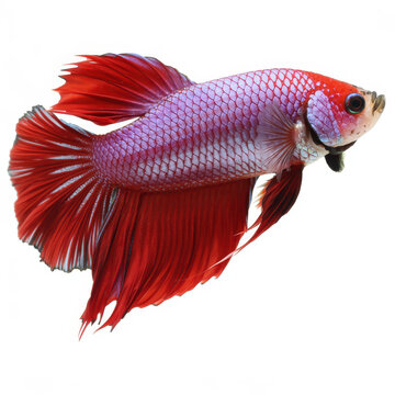 Red and purple betta fish swimming right red and purple fish