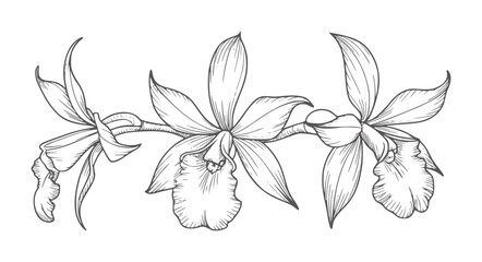Black and white line of three delicate orchids a stem flower botanical © Mehedi