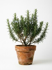 Potted rosemary plant in rustic terracotta pot with soft pale blue flowers