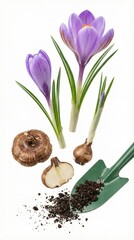 Purple crocus flowers with planting bulbs and green trowel on white background