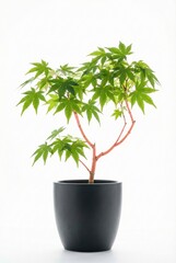 Potted Japanese maple with delicate green foliage and slender red branches