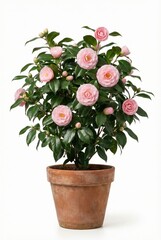 Potted camellia plant with pink blooms and glossy green leaves in terracotta pot