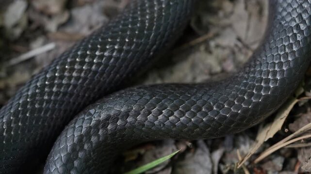 Slithering snake close up. Black snake crawling. Snakes in motion. Creeping reptile. Macro scaly snake skin. Exotic reptilian pattern. Snakes scales detailed reptilian texture. Black leathery lizard
