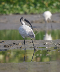 Fototapeta premium The black-headed ibis or Oriental white ibis (Threskiornis melanocephalus) is a species of wading bird of the ibis family Threskiornithidae.