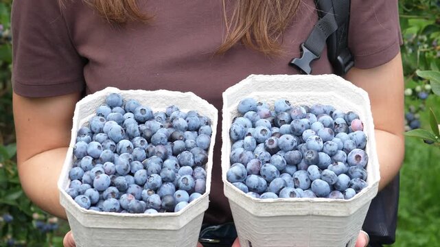 A person is harvesting fresh blueberries, carefully picking ripe ones from the bush and placing them into a small cardboard container. The lush green leaves and clusters of blueberry berries in