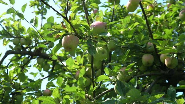 Ripe apples are hanging on the apple tree. The concept of harvesting and farming