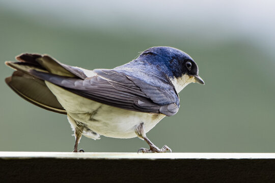 Golondrina posada sobre baranda con fondo verde desenfocado