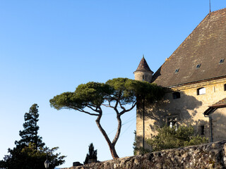 Historic Castle with Tree Silhouette © Ensapa37