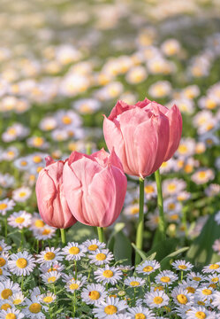 In this bright Japanese park during spring, three vibrant pink tulips stand tall among white daisies, captured with a shallow depth of field to create a soft, warm, and romantic floral scene today.