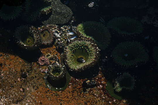 sea anemones in a tidepool