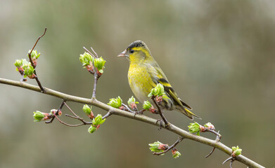 Male Eurasian Siskin Spinus spinus  Perched on Budding Branch in Spring Garden Close-Up Wildlife Nature Scene