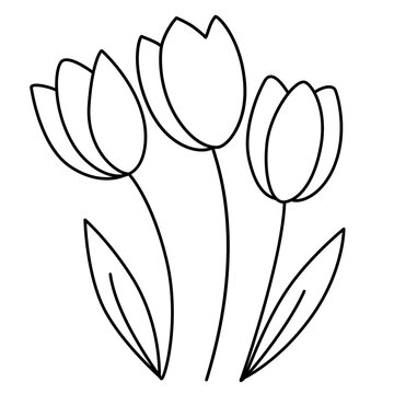 Black line tulips vector illustration. Line Flower bloom, garden drawing. Spring nature decoration. Outline three flowers art isolated on white background. Botanical design elements.  Coloring art