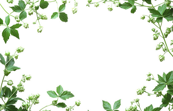 A chromakey frame of green hops flowers and leaves forming a decorative border isolated on a transparent background