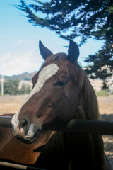 Fototapeta premium portrait of a brown horse