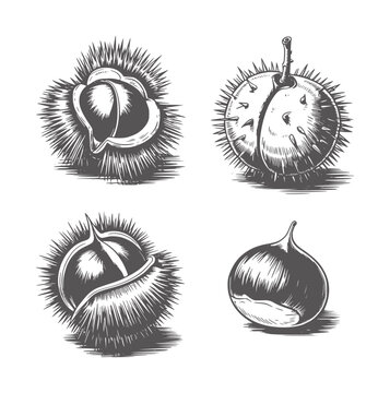 Black and white ink of four chestnuts in spiky husks and one smooth chestnut