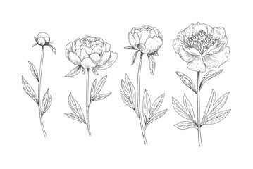 Black and white line of four peonies in various stages of bloom peony flower botanical © Musfiqur