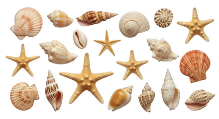 Fototapeta premium Collection of seashells and starfish from the ocean floor, natural beach treasures
