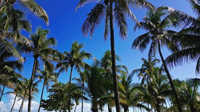 Tall palm trees against deep blue sky. Tropical palm canopy in bright sunlight. Low angle view of coconut palms. Lush green fronds under clear sky. Summer tropical landscape with vibrant colors.